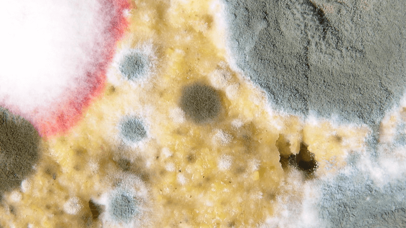 13 Most Common Types of Mold in Homes