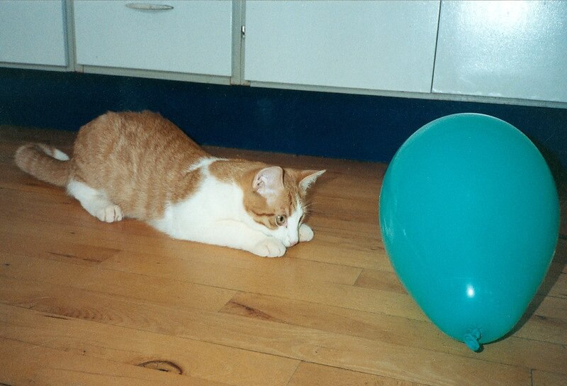 cat-and-ballon
