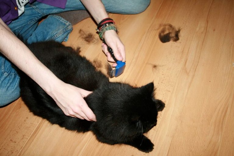 4 Easy Ways of Removing Pet Hair From Air Today