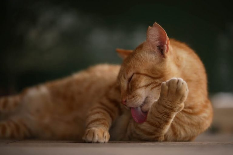 4 Easy Ways of Removing Pet Hair From Air Today