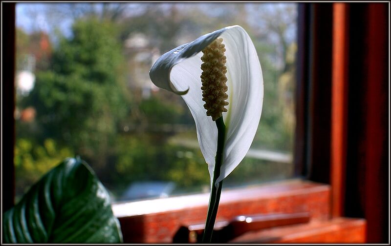 Peace lily on a window ledge