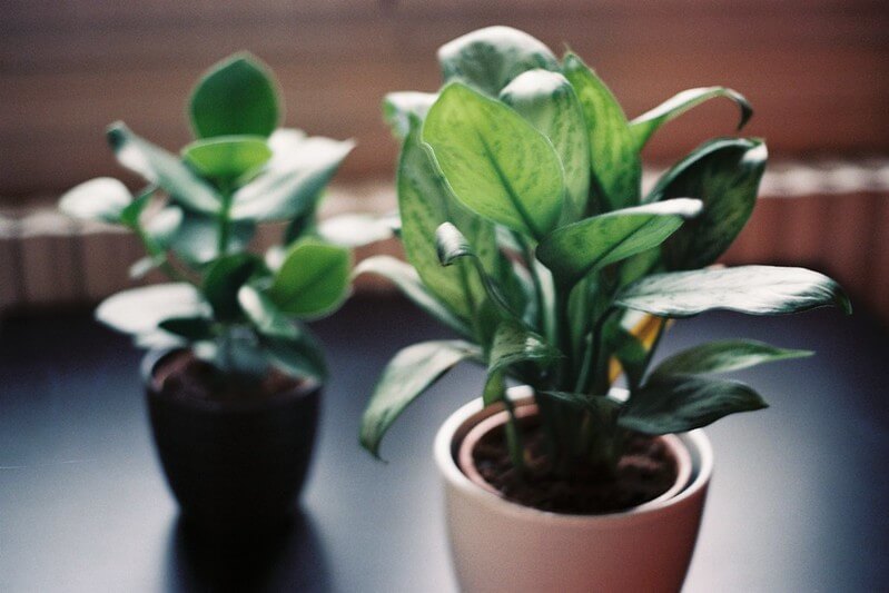 Keep Indoor Plants