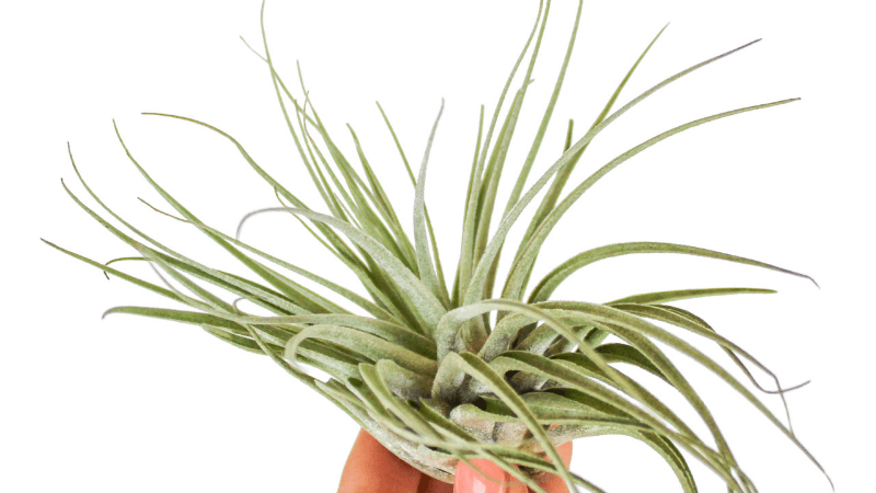 tillandsia-dehumidifying-plant