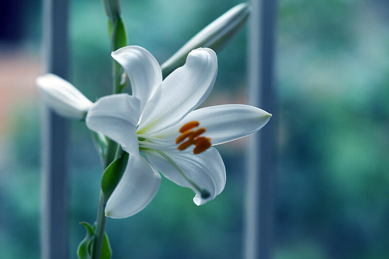 flowers-at-home