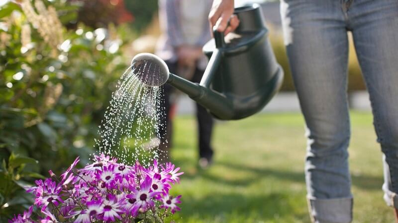 dehumidifier-water-to-Watering-Plants