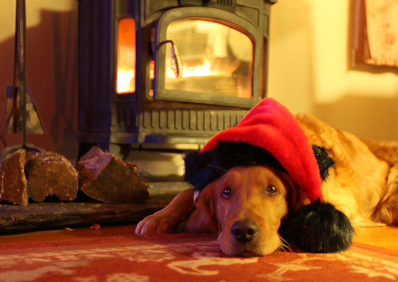 dog-near-wood-stove