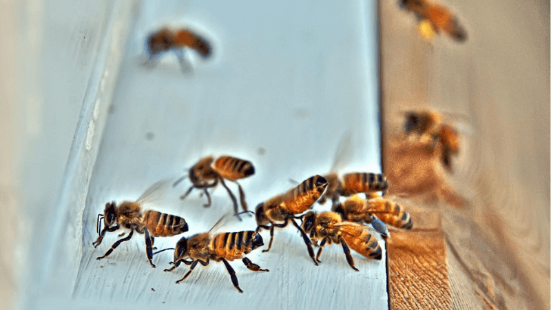 Why Bees are Attracted to Air Conditioner